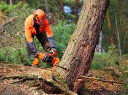  Charleston, SC Tree Care Pros