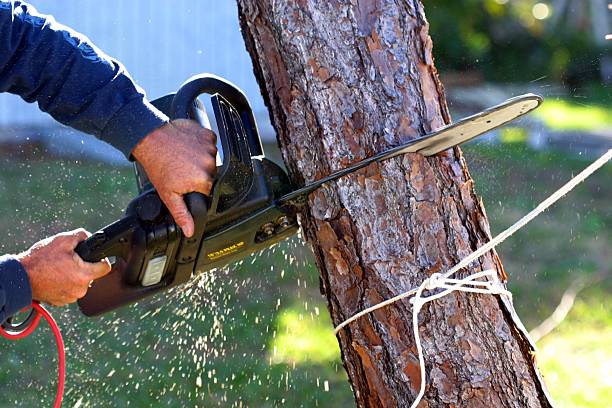 Best Lawn Watering Services  in Charleston, SC