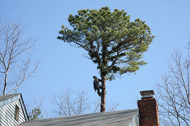 Best Soil Testing and Treatment  in Charleston, SC